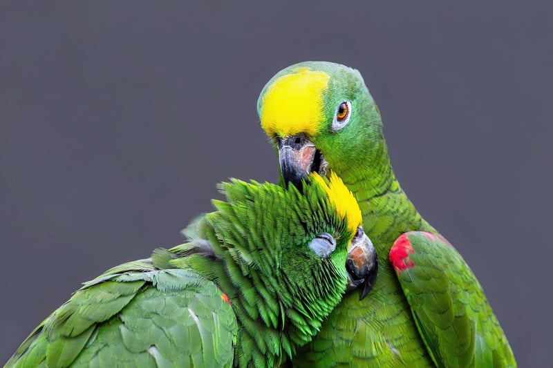 Amazon Rainforest Exploration