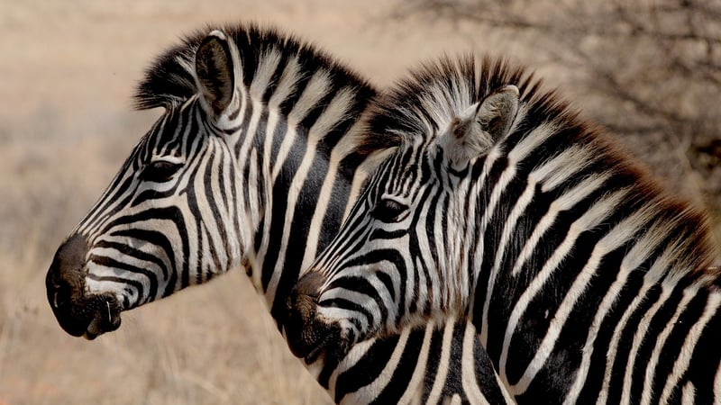Safari in the Serengeti